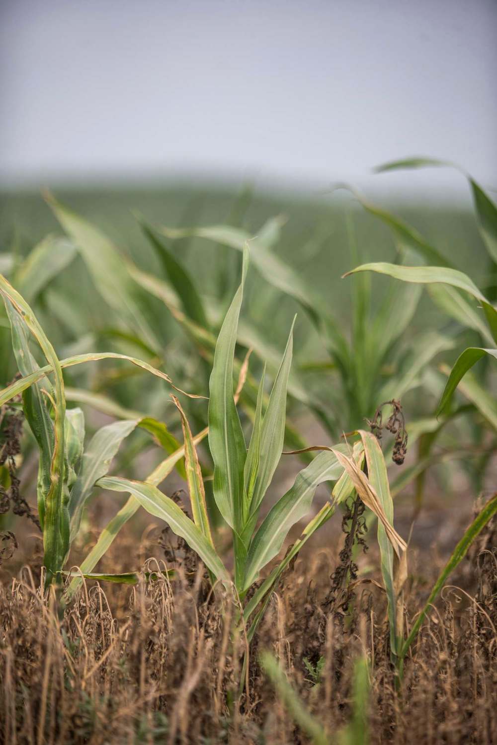 MIKAELA MACKENZIE / WINNIPEG FREE PRESS
Dry, stunted corn near Morden.