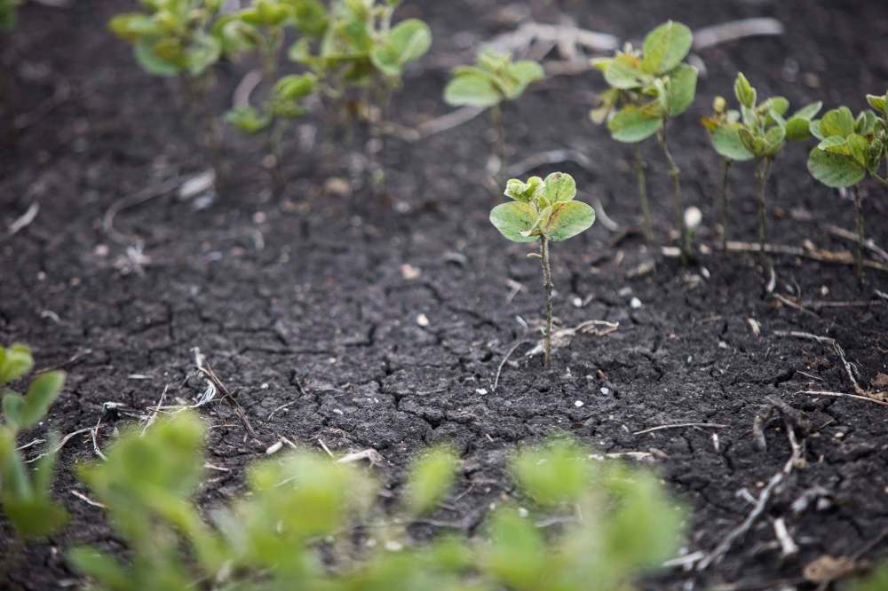 MIKAELA MACKENZIE / WINNIPEG FREE PRESS
Many farmers are facing a severe water shortage for crops and animals.