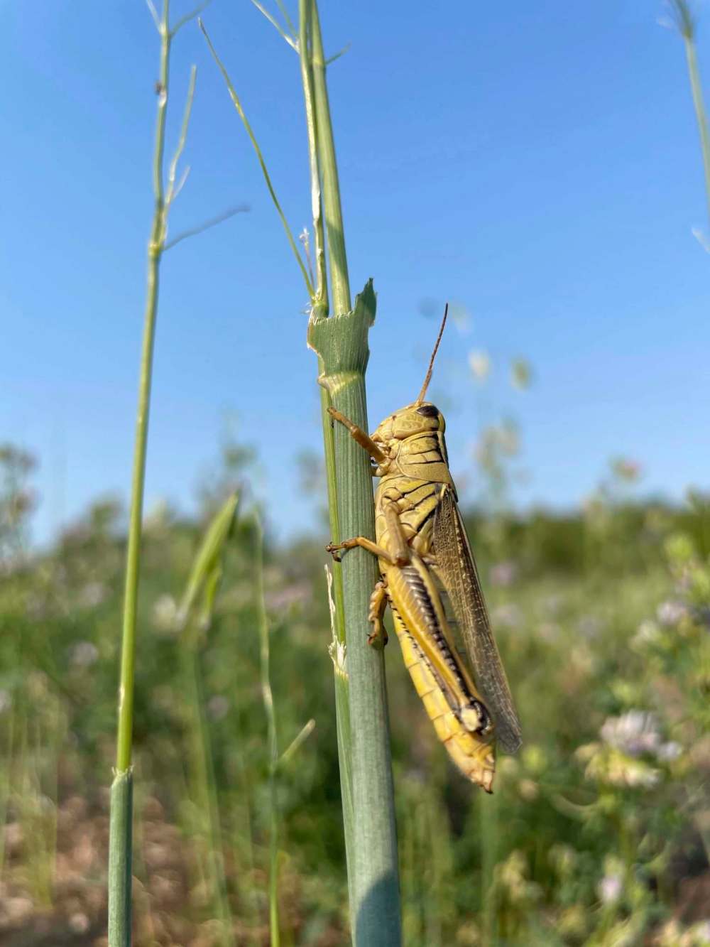 SUPPLIED
Grasshoppers have flourished in dry conditions, devouring Nikkel’s crop near Lundar.