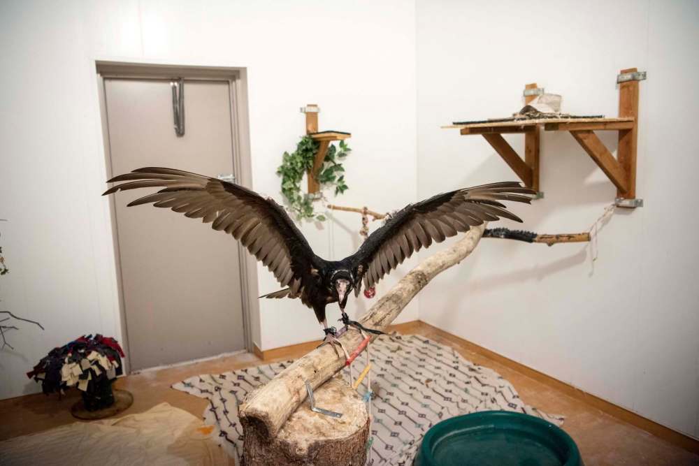 A turkey vulture hangs out at Wildlife Haven in Ile-des-Chenes. (Alex Lupul / Winnipeg Free Press)