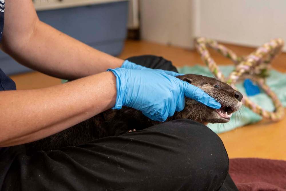 Angie Furniss checks out the teeth of the North American river otter, a patient at the Wildlife Haven Rehabilitation Centre. (Alex Lupul / Winnipeg Free Press)