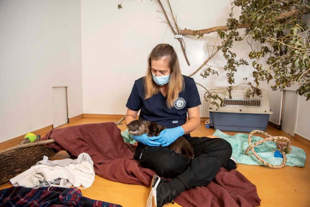 Angie Furniss, rehabilitation manager at Wildlife Haven, with a North American river otter at their Ile-des-Chenes facility. (Alex Lupul / Winnipeg Free Press)