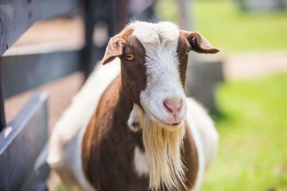 Cindy the goat may not know it, but she has distinct healing powers. (Mikaela MacKenzie / Winnipeg Free Press)