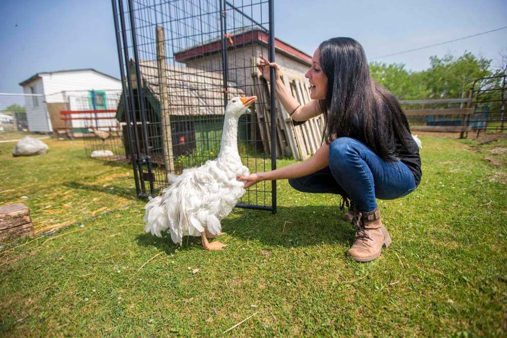 Lucy Sloan, registered counsellor and owner of Lil' Steps Wellness Farm, says hello to one of the geese. (Mikaela MacKenzie / Winnipeg Free Press)