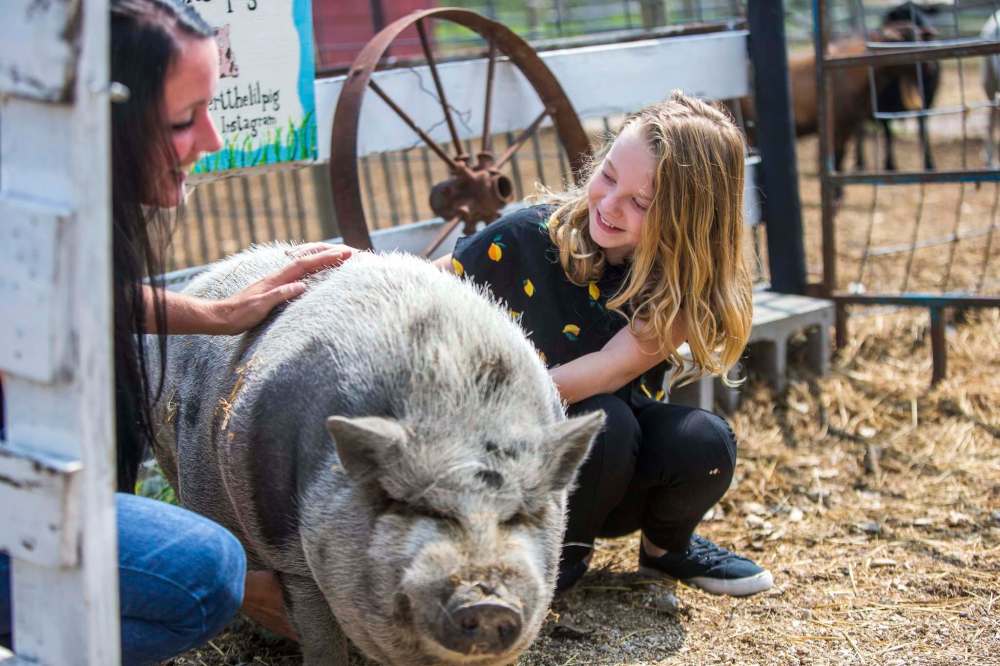 Sloan (left) and Macy pet Wilbert the pig at Lil’ Steps Wellness Farm in St. Malo. (Mikaela MacKenzie / Winnipeg Free Press)