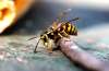RUTH BONNEVILLE / WINNIPEG FREE PRESS
local - Wasps
A wasp stops to take a look at the camera while flying around a banana peal Wednesday.
See story on wasps.
Aug 18th, 2021