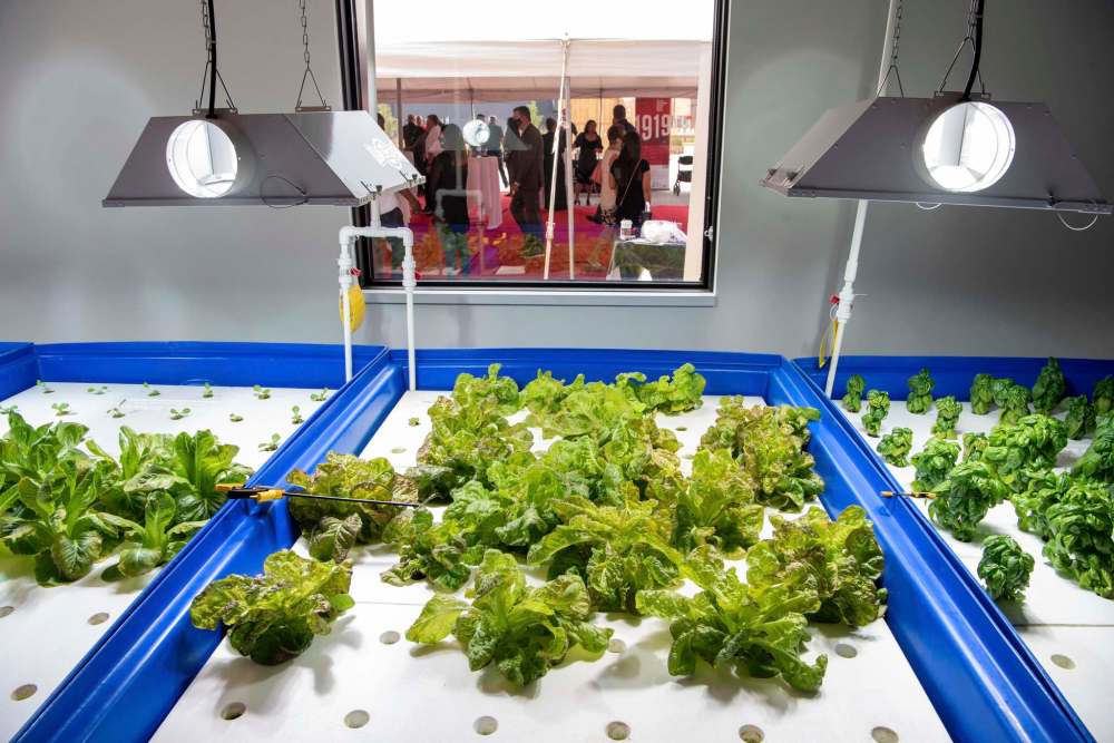ALEX LUPUL / WINNIPEG FREE PRESS
Manitoba Building Trades Institute’s Aquaponic Greenhouse.