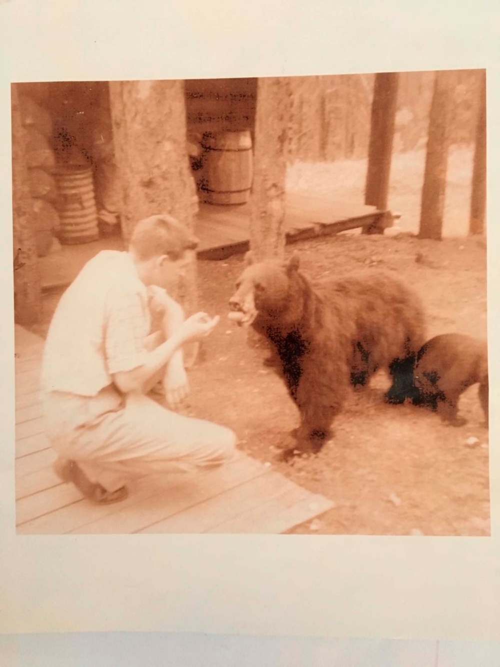 Supplied
Feeding the mother bear with her cubs in Banff, circa 1958.
