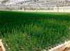 PINELAND FOREST NURSERY
A Vancouver-based real estate developer called SwissReal Group has bought Pineland Forest Nursery in Hadashville for the purpose of cannabis production. Pineland Forest Nursery, located in Hadashville, Manitoba, produces high quality seedlings for silvicultural plantings in central Canada and the northern United States.