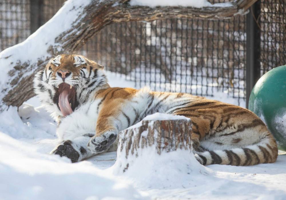 JESSICA LEE / WINNIPEG FREE PRESSAccording to the Chinese zodiac, 2022 is the Year of the Tiger.