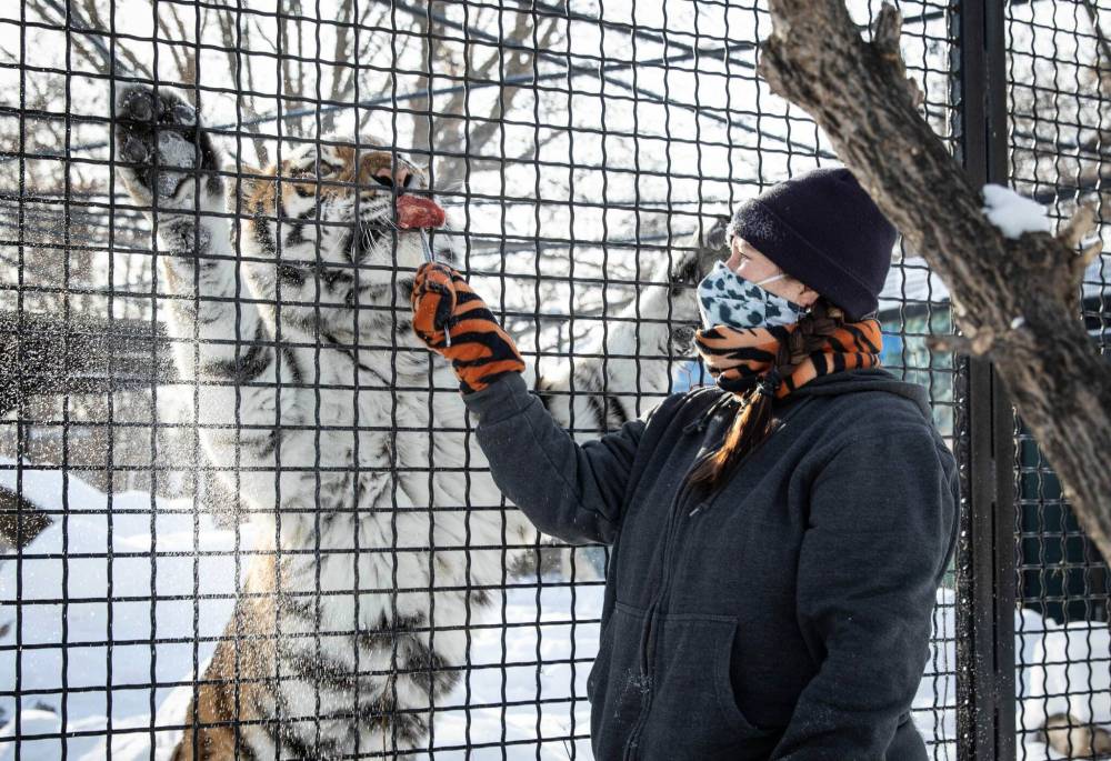 JESSICA LEE / WINNIPEG FREE PRESSVolga approaches the fenced barrier, staring at Donnelly and begins chuffing, which sounds a little bit like a horse braying.