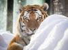 JESSICA LEE / WINNIPEG FREE PRESSYuri arrived in December from the Calgary Zoo.