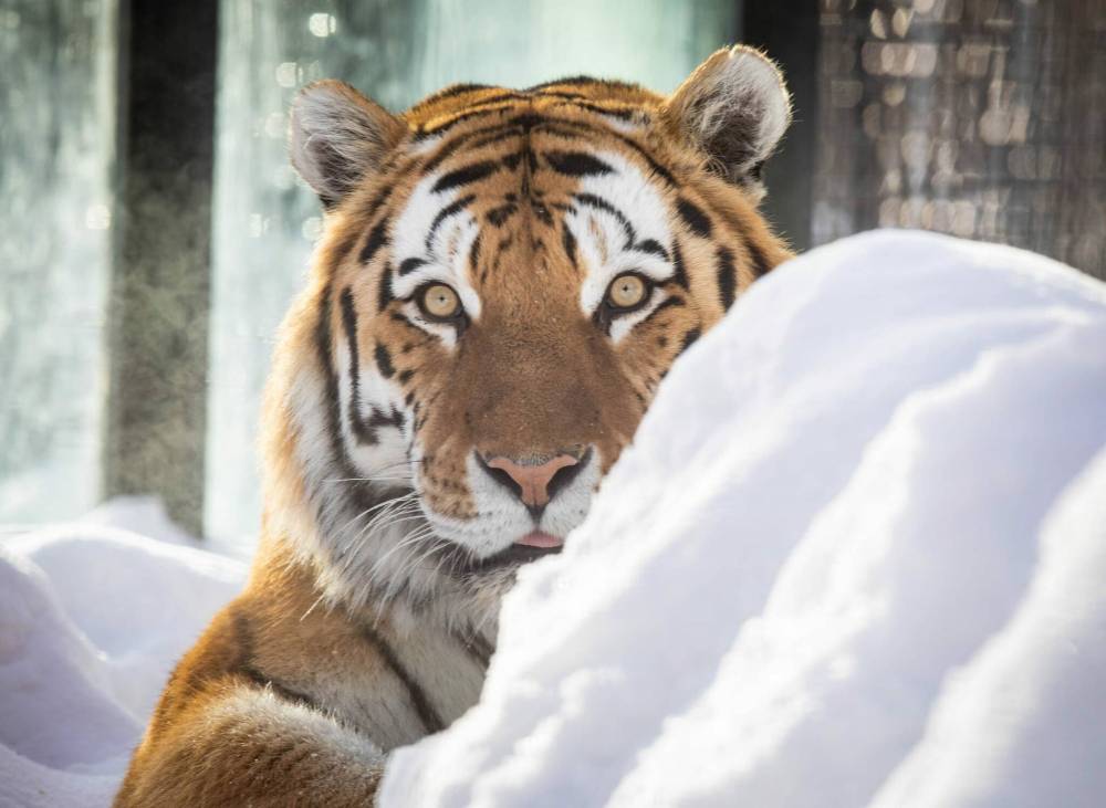 JESSICA LEE / WINNIPEG FREE PRESSYuri arrived in December from the Calgary Zoo.