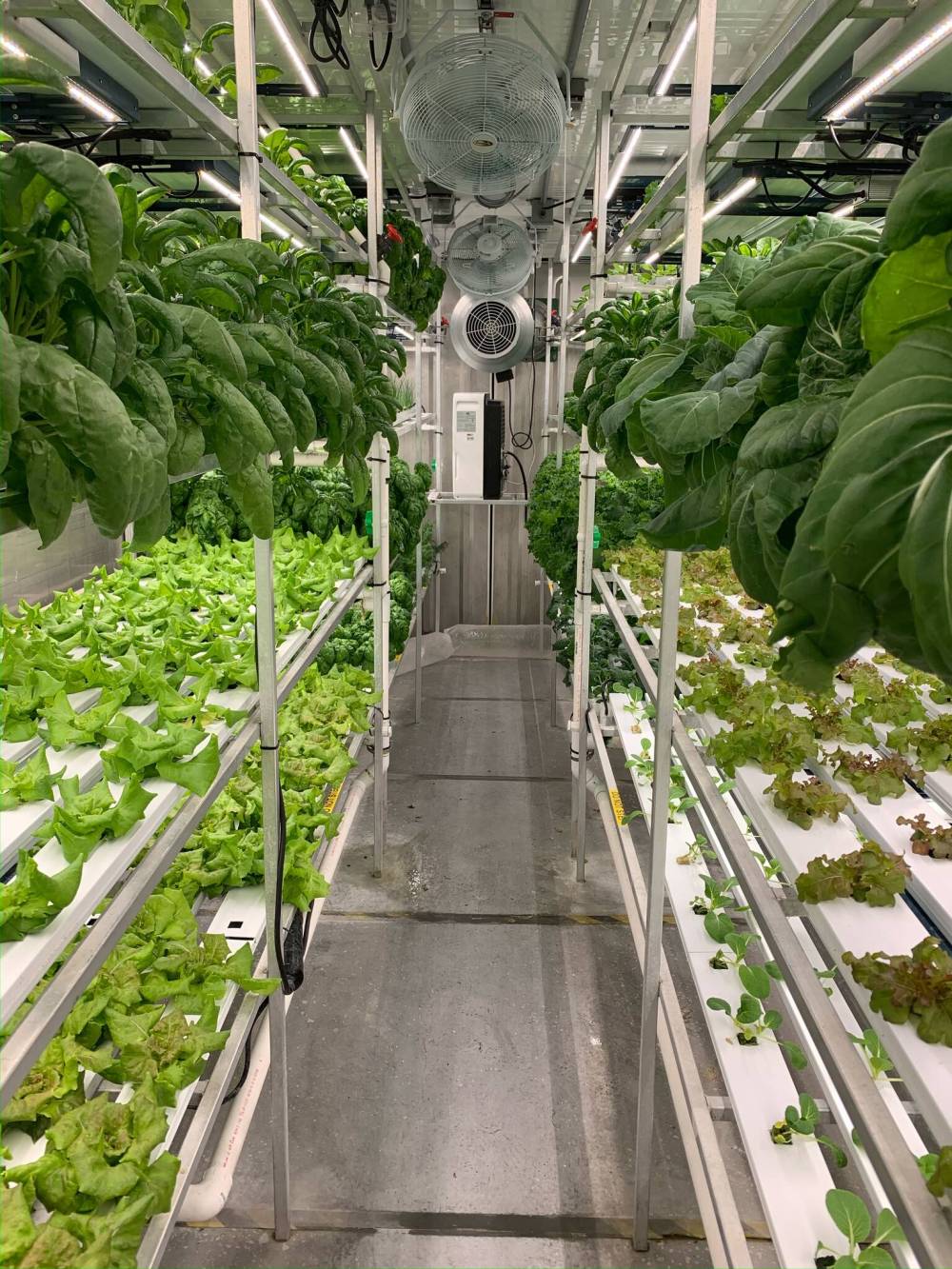 SUPPLIEDRocket Greens has grown more than 60,000 pieces and now has about 50 weekly subscribers for its $10 or $20 boxes.