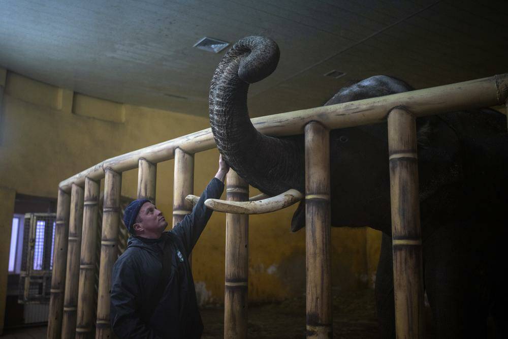 Animal keeper Kirilo Trantin comforts an elephant at the Kiev Zoo in Kyiv, Ukraine, Tuesday, March 1. 2022. Russian strikes pounded the central square in Ukraine’s second-largest city and other civilian targets, and a 40-mile convoy of tanks and other vehicles threatened the capital. (AP Photo/Emilio Morenatti)