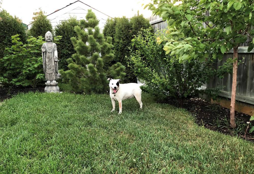 John Leperre
Against a backdrop of Skybound cedars, Swiss Stone pine shines in John Leperre’s Winnipeg backyard.