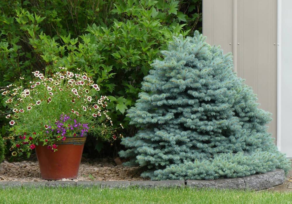 Bylands Nursery
Contrast the predominant green colours in your landscape with blues. Shown: Decidedly stout Byland’s Blue dwarf spruce.