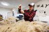 PHOTOS BY PRABHJOT SINGH LOTEY / WINNIPEG FREE PRESS
Anna Hunter of Long Way Homestead tests the strength of some white wool, part of the skirting and evaluation process of each fleece that comes through the mill.