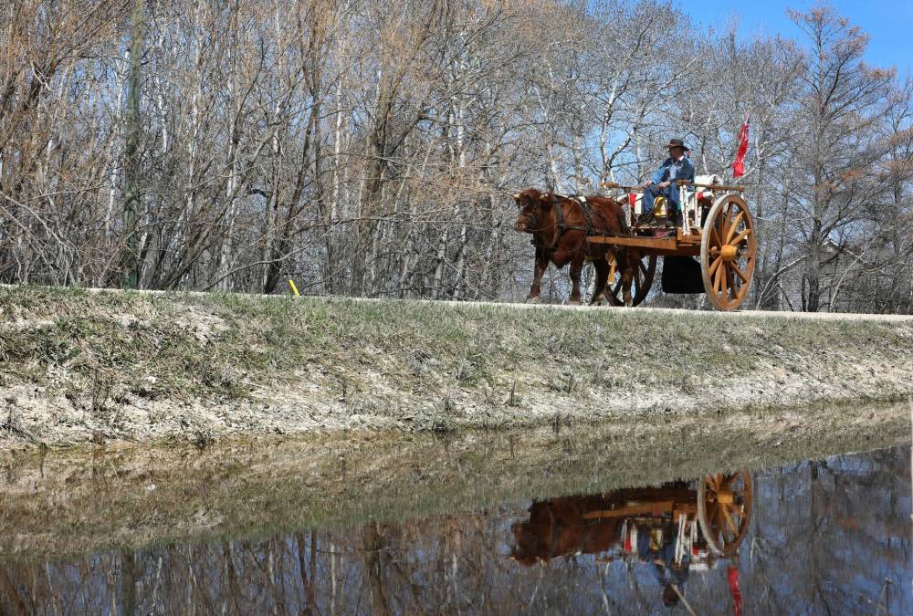 Doerksen expects his ox cart trek to take him eight weeks; his wife Patty will accompany him in an RV. (Ruth Bonneville / Winnipeg Free Press)