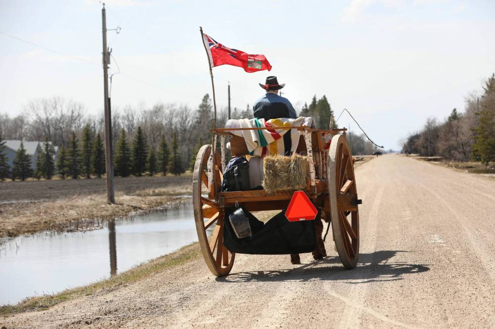 Doerksen and his ox are going down a path not taken in about 150 years. (Ruth Bonneville / Winnipeg Free Press)