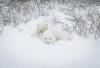 JESSICA LEE / WINNIPEG FREE PRESS
Most at-risk from climate change are cubs. When a mother’s survival instinct kicks in, she stops nursing.
