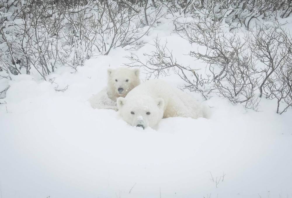 JESSICA LEE / WINNIPEG FREE PRESS
Most at-risk from climate change are cubs. When a mother’s survival instinct kicks in, she stops nursing.