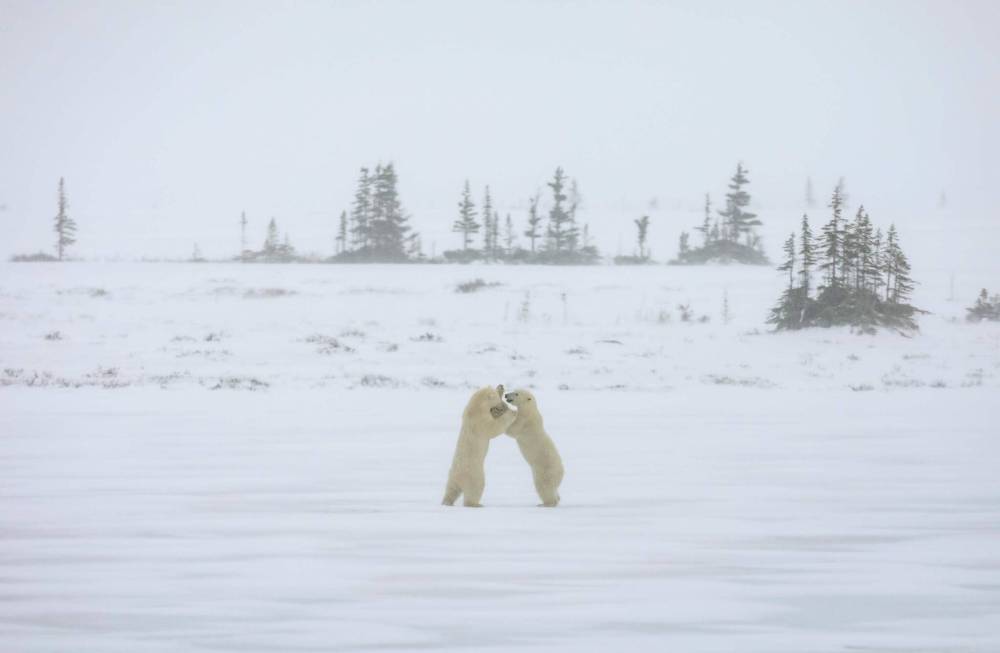 JESSICA LEE / WINNIPEG FREE PRESS
Polar bears play on a frozen pond near Churchill. They should be out on ice floes by now.