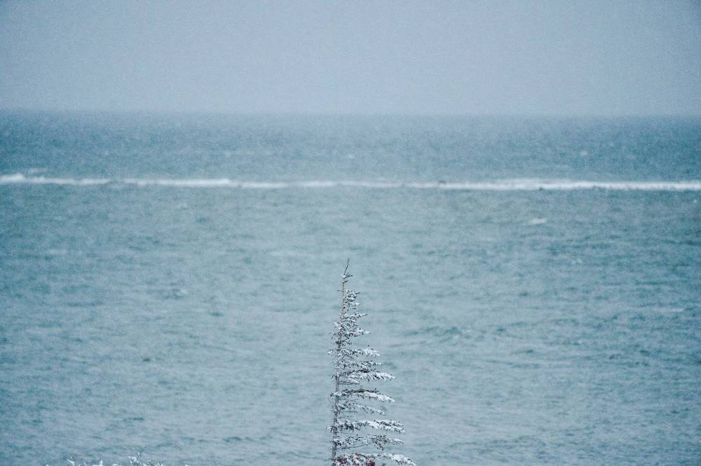 Carlos Osorio / Reuters
A white spruce tree is hit by strong freezing wind near Churchill.
