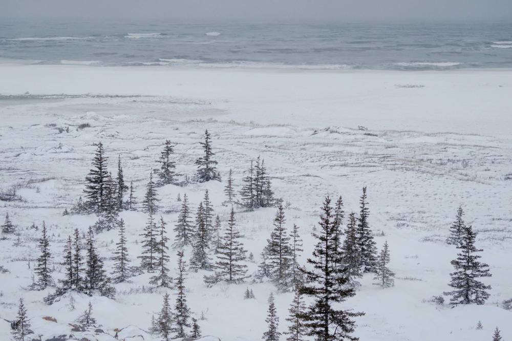 Carlos Osorio / Reuters
Hudson Bay begins to freeze Nov. 22, but has a long way to go before bears can venture out to feed.