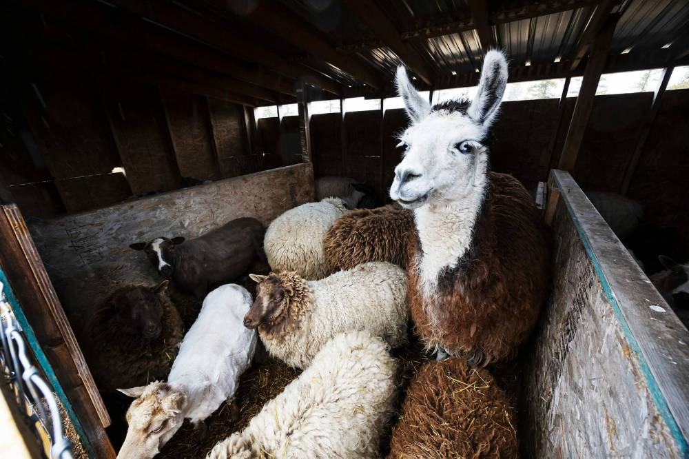 Long Way Homestead now boasts nearly 40 sheep and a couple of llamas. (Prabhjot Singh Lotey / Winnipeg Free Press)