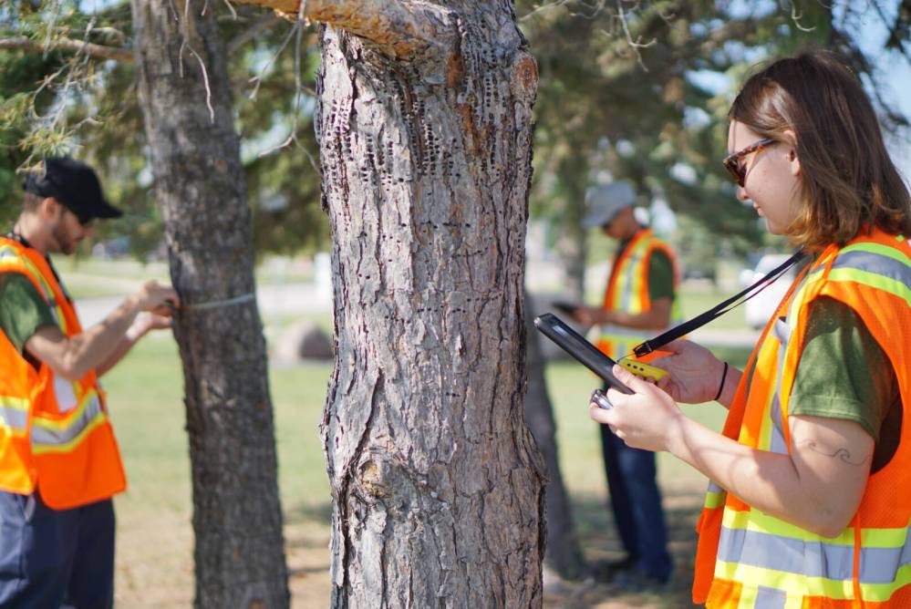 Vanessa Figus The City of Selkirk has undertaken an inventory of every tree on public land and documented species, age, size, and condition.
