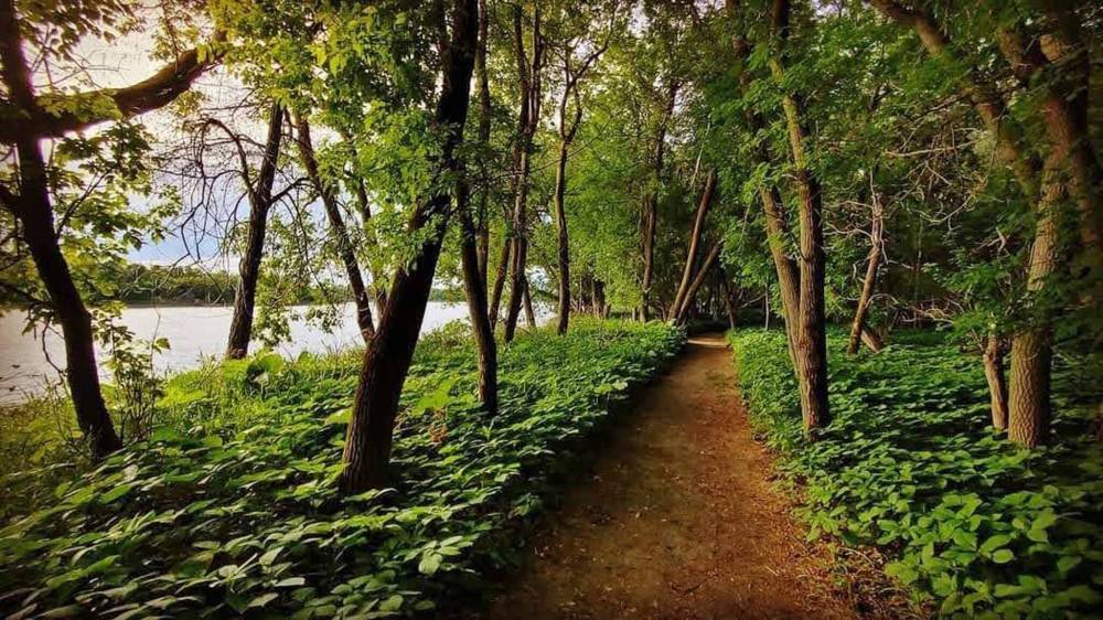 Vanessa Figus Trees contribute to health and well-being. What would this trail in Selkirk be like without trees?
