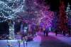Daniel Crump / Winnipeg Free Press. The Zoo Lights Festival at Assiniboine Park Zoo features entertainment, a local market and thousands of light installations. November 30, 2019.