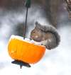 David Crigger / Bristol Herald Courier
The innocent-looking squirrel has quietly been wreaking havoc.