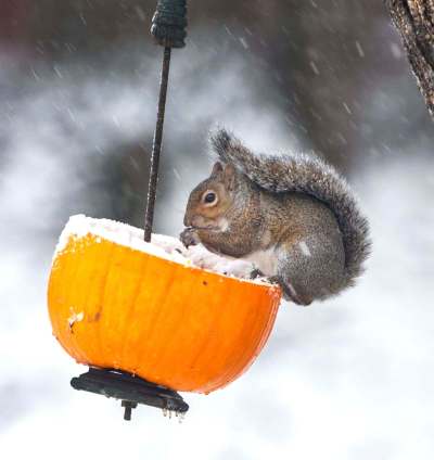 David Crigger / Bristol Herald Courier
The innocent-looking squirrel has quietly been wreaking havoc.