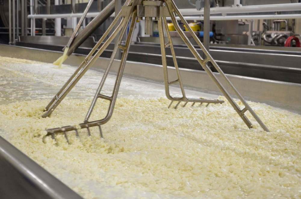 Curds being made at Bothwell Cheese. (Steve Salnikowski / Chronic Creative)