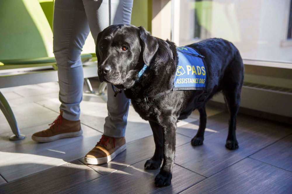 Milan wears her blue and yellow vest to signal she's ready to work. (Mike Deal / Winnipeg Free Press)