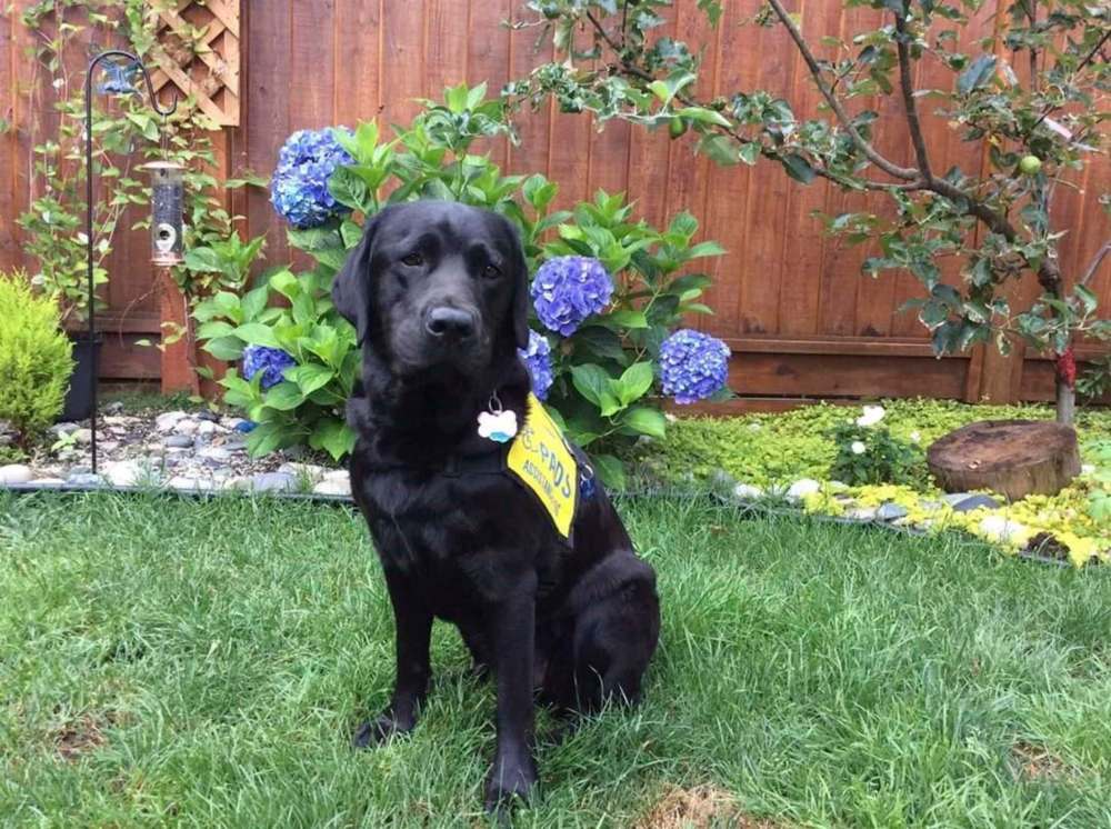 Milan graduated from Pacific Assistance Dogs Society which specializes in training facility dogs. (Supplied photo)