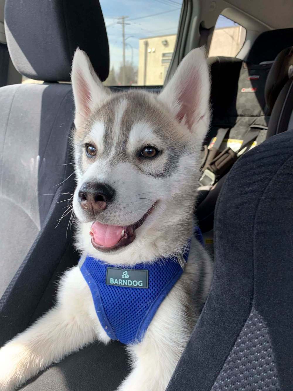 SUPPLIED
Melissa Romanchuk’s new pal, Snowball.