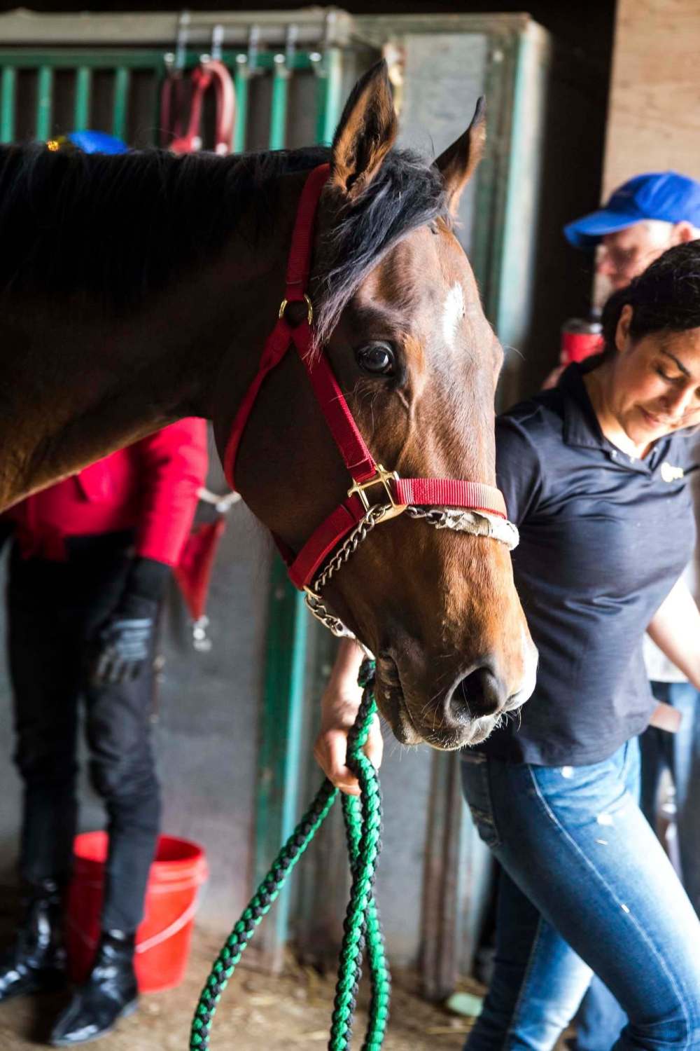 MIKAELA MACKENZIE / WINNIPEG FREE PRESS
Reasonable Cause (above) is a full sister of Escape Clause, the best horse in Manitoba history.