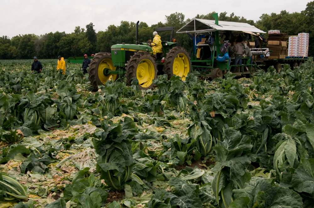 David Lipnowski / Free Press files
Migrant workers harvest the crop in a vegetable field near Portage la Prairie.