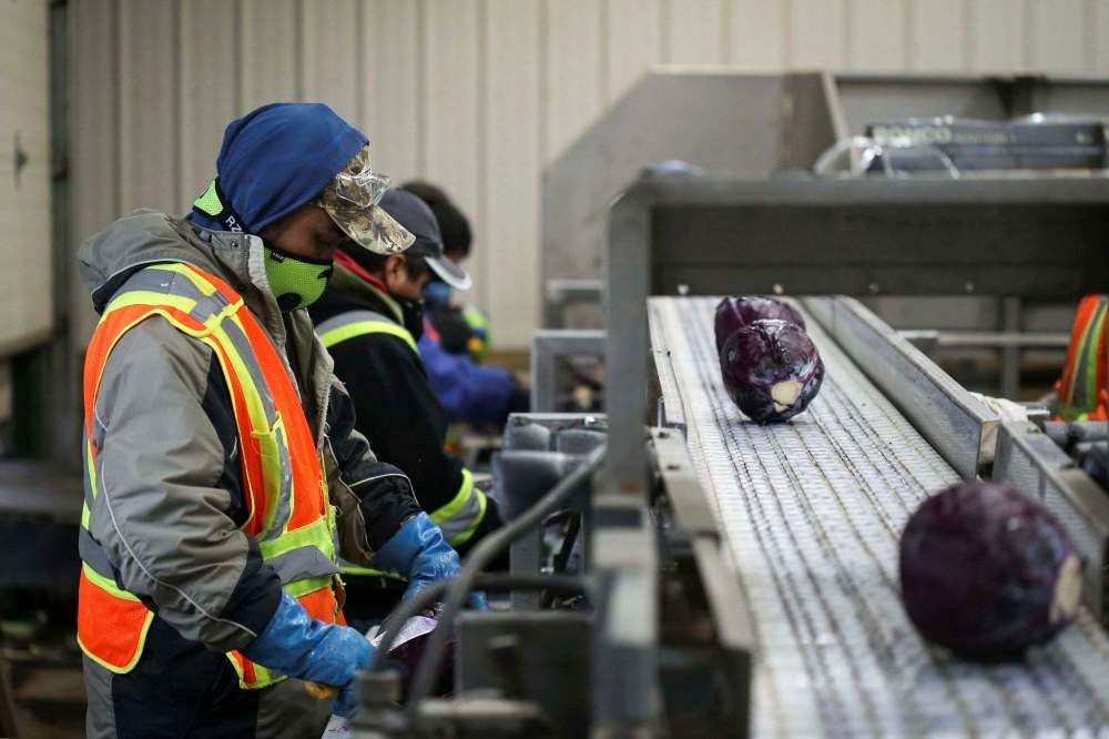 Shannon VanRaes / Reuters file
Migrant workers wear masks and practice social distancing to help slow the spread of the coronavirus disease (COVID-19) while trimming red cabbage at Mayfair Farms in Portage la Prairie.