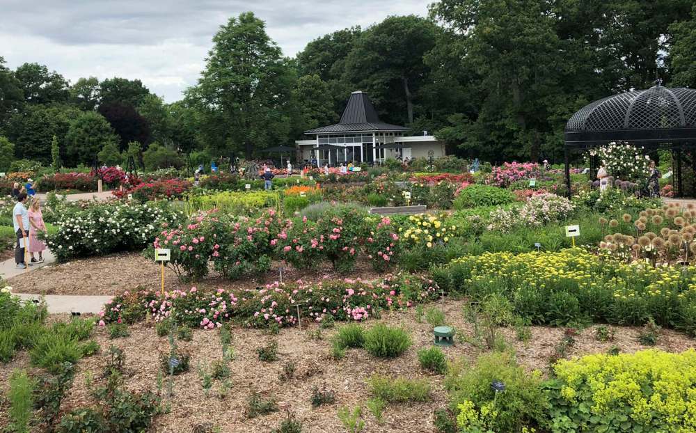 Alex Henderson
The rose garden at Royal Botanical Garden includes mulch and companion plants such as allium and lady’s mantle.