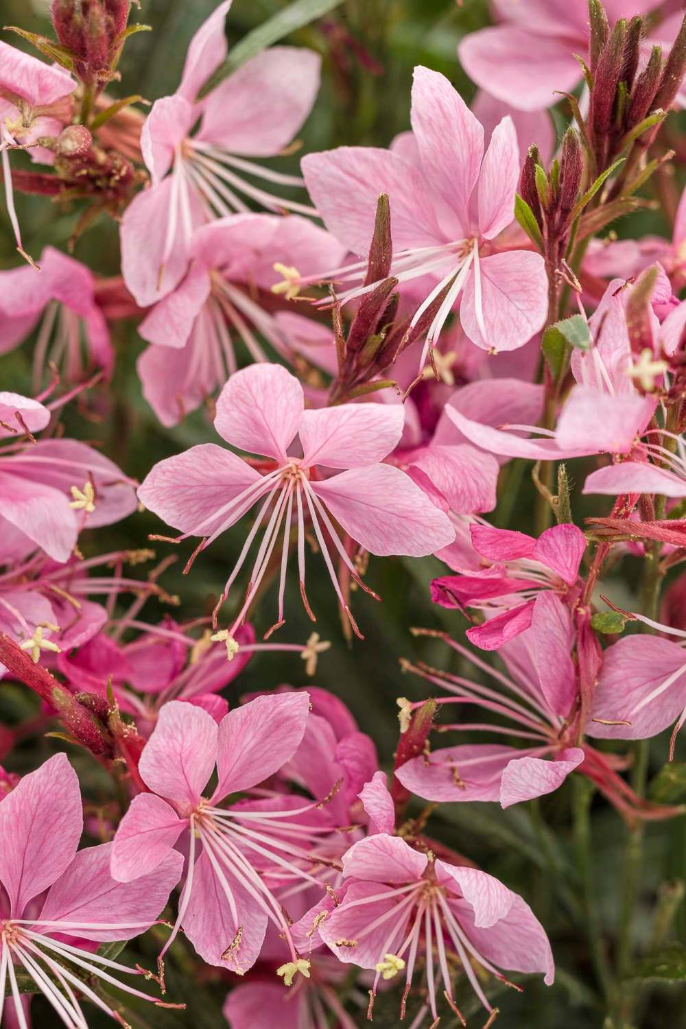 Proven Winners
Gaura Karalee Petite Pink is recommended as a companion plant for roses.