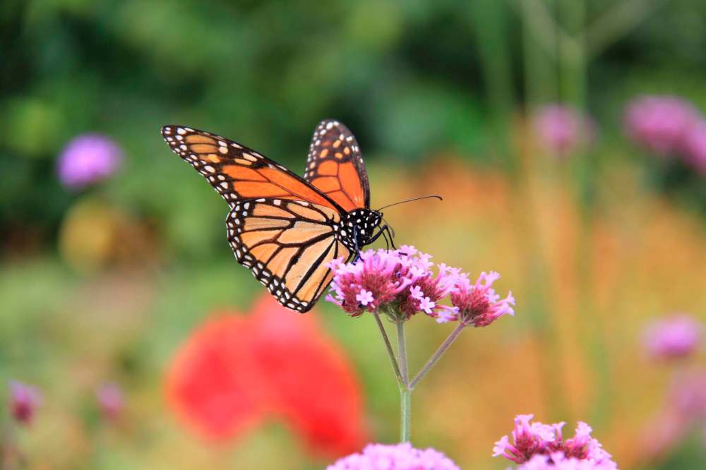 Alex Henderson
The airy flowers of Verbena bonariensis attract Monarch butterflies.