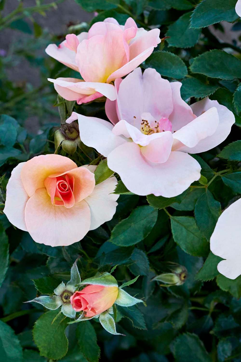 Vineland Research and Innovation
Chinook Sunrise rose is highly resistant to black spot.