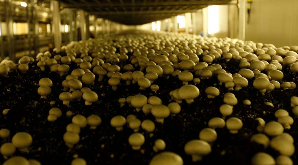 KEN GIGLIOTTI / FREE PRESS FILES
A few years ago Loveday was churning out about 72,000 kilograms of mushrooms a week at its two plants.