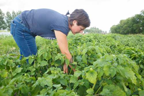 Britt tends to the vegetable patch.