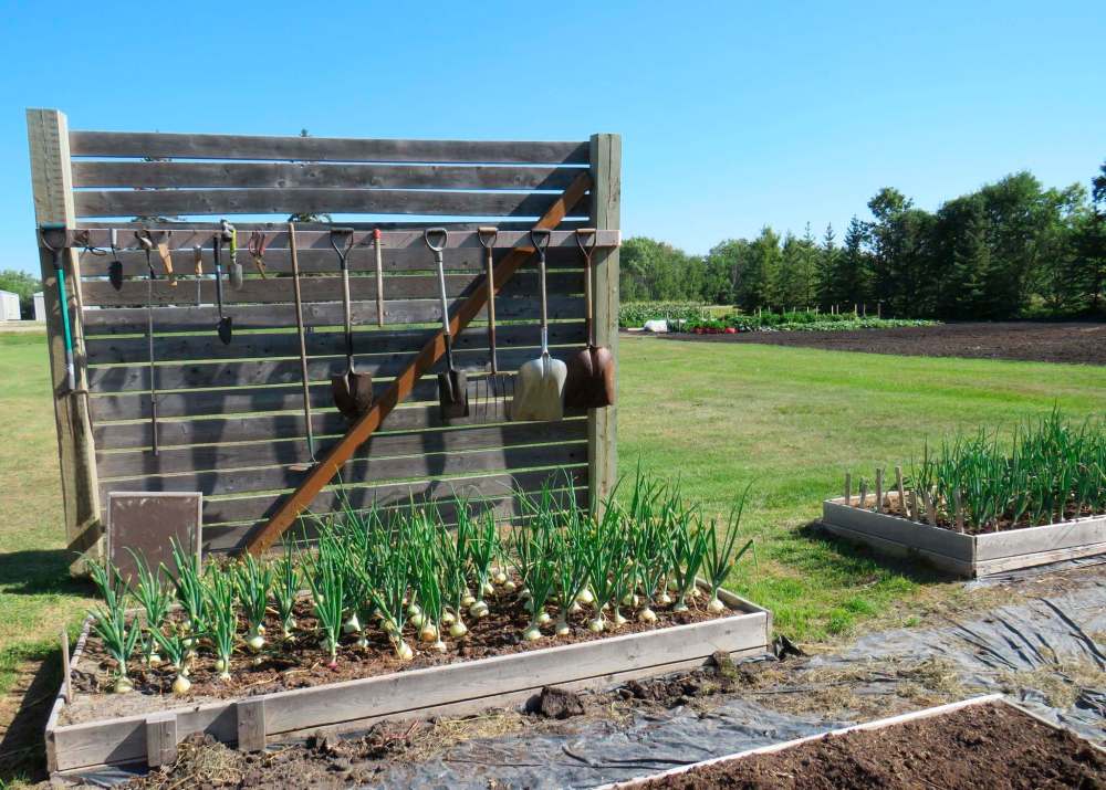 Leaves on some of the onions in this raised bed have been trimmed as part of an experiment.