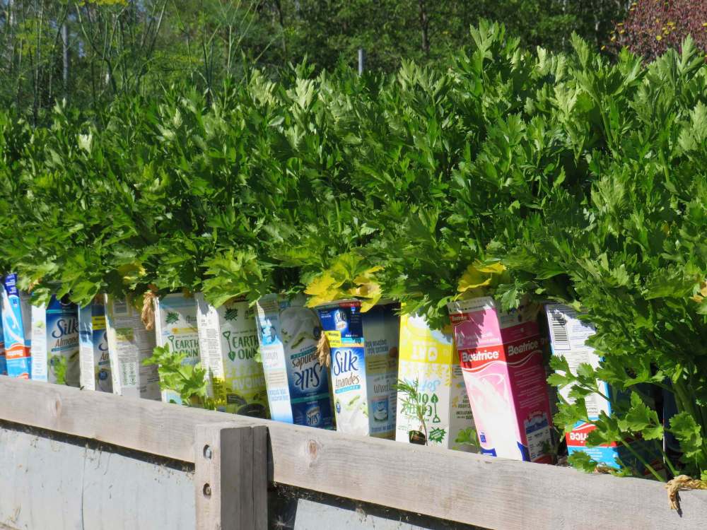 Sylvestre uses milk cartons to blanch celery stalks for a sweeter taste.